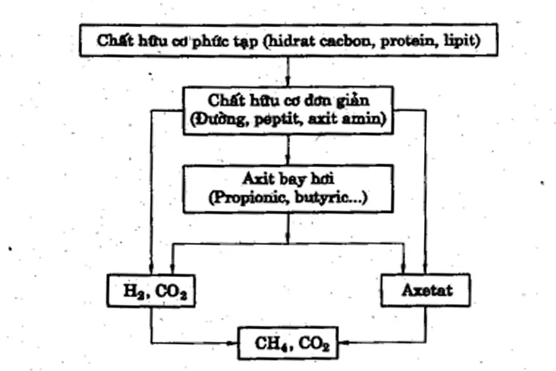 Quá trình phân hủy chất hữu cơ trong điều kiện kỵ khí